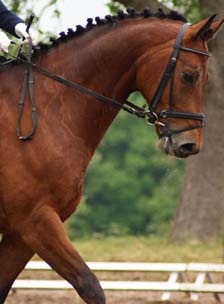 fuehlend reiten lernen